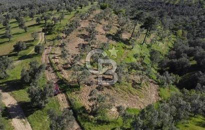 EMSALSİZ FİYAT! HAVRAN'DA KADASTRAL YOLLU, VERİMLİ ZEYTİNLİK