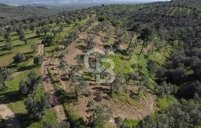 EMSALSİZ FİYAT! HAVRAN'DA KADASTRAL YOLLU, VERİMLİ ZEYTİNLİK