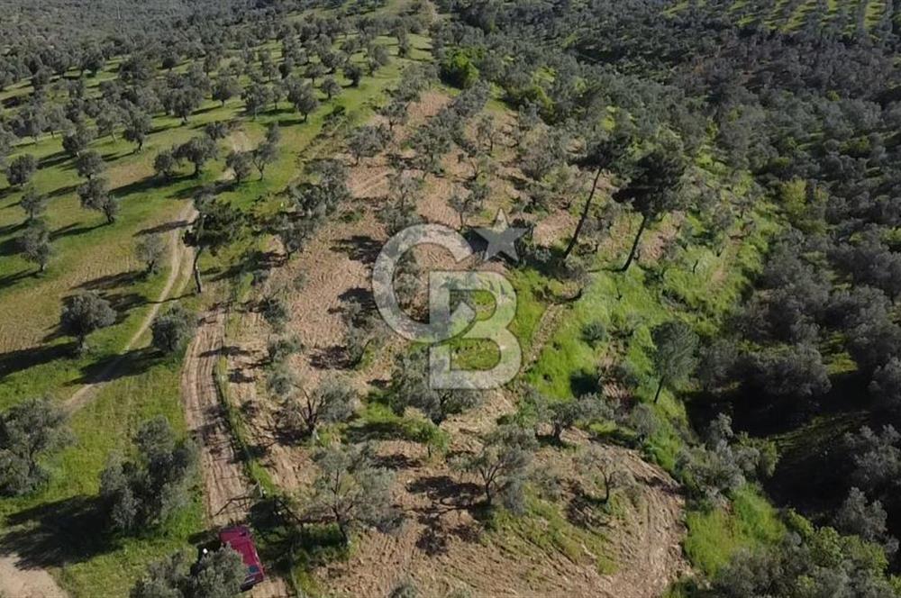 EMSALSİZ FİYAT! HAVRAN'DA KADASTRAL YOLLU, VERİMLİ ZEYTİNLİK