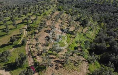 EMSALSİZ FİYAT! HAVRAN'DA KADASTRAL YOLLU, VERİMLİ ZEYTİNLİK