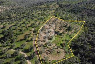 EMSALSİZ FİYAT! HAVRAN'DA KADASTRAL YOLLU, VERİMLİ ZEYTİNLİK - 9 - 346527