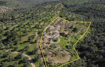 EMSALSİZ FİYAT! HAVRAN'DA KADASTRAL YOLLU, VERİMLİ ZEYTİNLİK