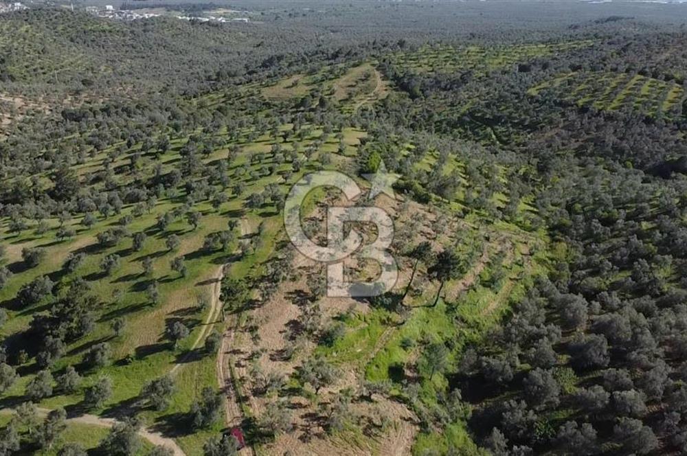 EMSALSİZ FİYAT! HAVRAN'DA KADASTRAL YOLLU, VERİMLİ ZEYTİNLİK