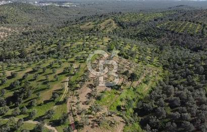 EMSALSİZ FİYAT! HAVRAN'DA KADASTRAL YOLLU, VERİMLİ ZEYTİNLİK