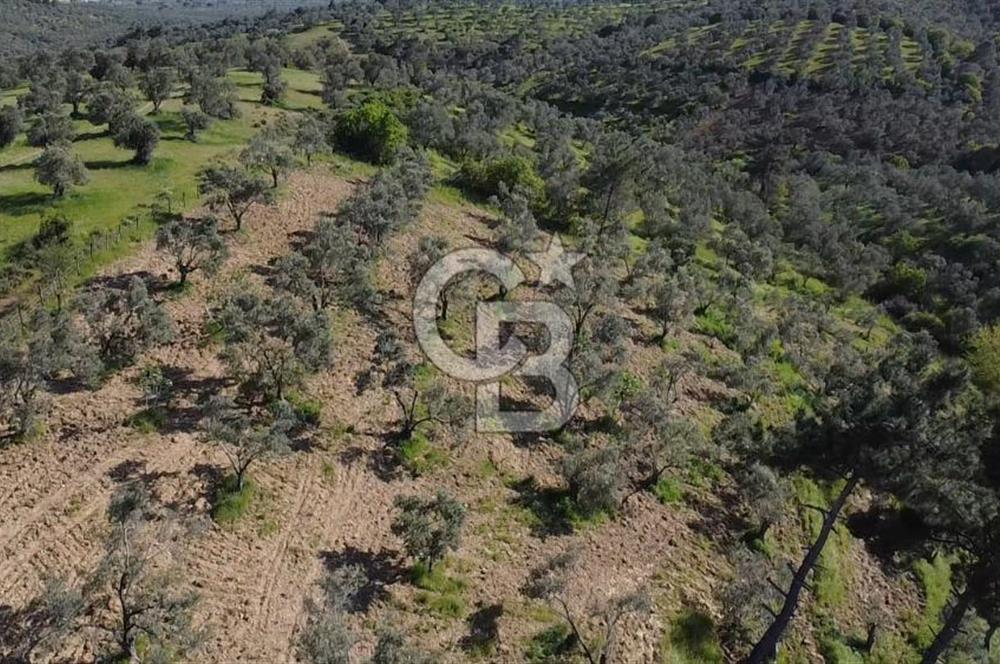 EMSALSİZ FİYAT! HAVRAN'DA KADASTRAL YOLLU, VERİMLİ ZEYTİNLİK