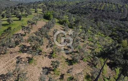 EMSALSİZ FİYAT! HAVRAN'DA KADASTRAL YOLLU, VERİMLİ ZEYTİNLİK