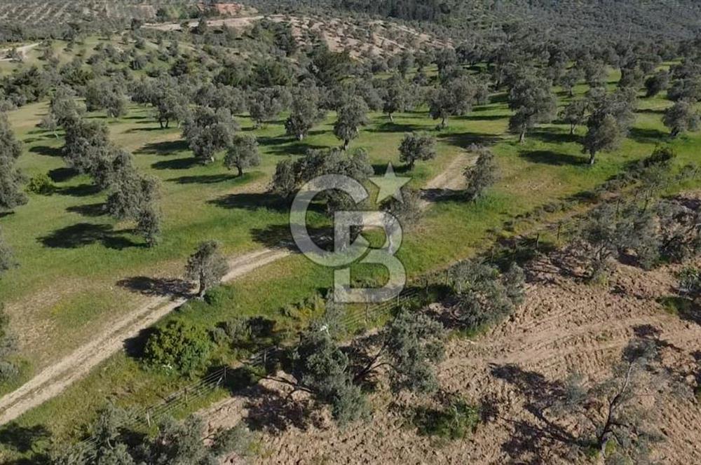 EMSALSİZ FİYAT! HAVRAN'DA KADASTRAL YOLLU, VERİMLİ ZEYTİNLİK