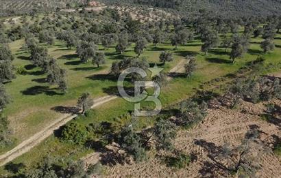 EMSALSİZ FİYAT! HAVRAN'DA KADASTRAL YOLLU, VERİMLİ ZEYTİNLİK