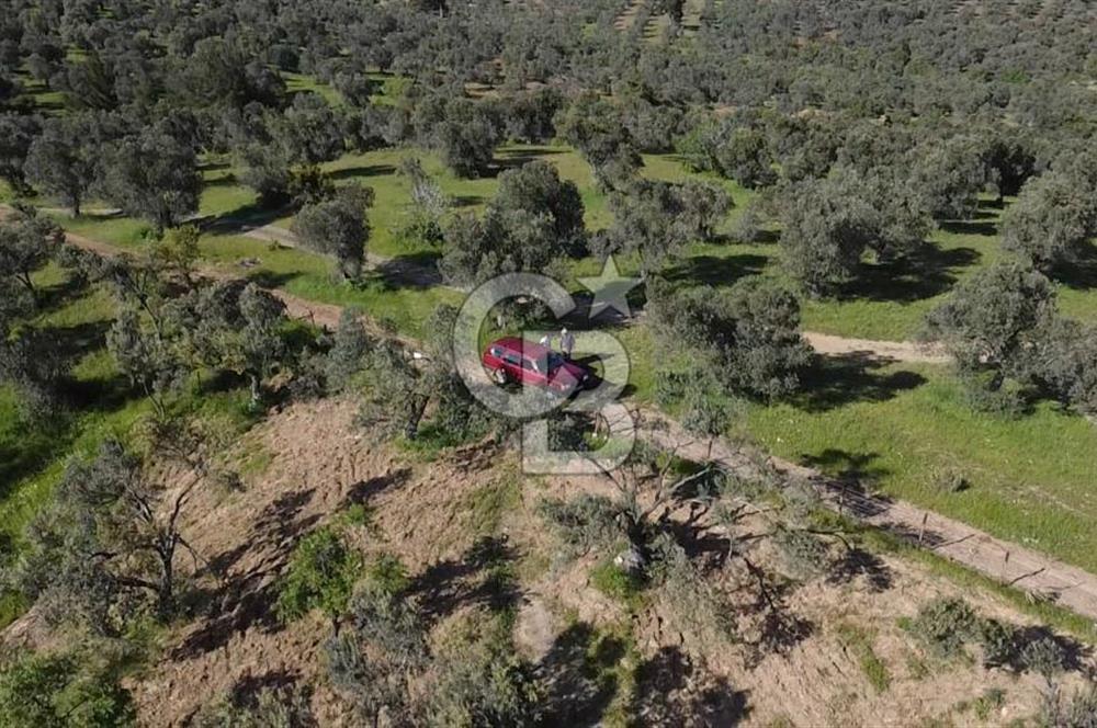 EMSALSİZ FİYAT! HAVRAN'DA KADASTRAL YOLLU, VERİMLİ ZEYTİNLİK