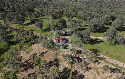 EMSALSİZ FİYAT! HAVRAN'DA KADASTRAL YOLLU, VERİMLİ ZEYTİNLİK