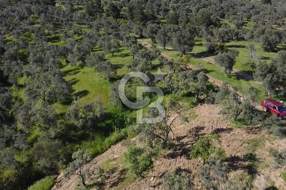 EMSALSİZ FİYAT! HAVRAN'DA KADASTRAL YOLLU, VERİMLİ ZEYTİNLİK