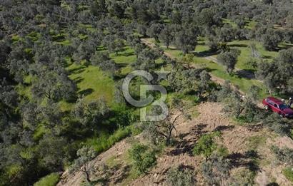 EMSALSİZ FİYAT! HAVRAN'DA KADASTRAL YOLLU, VERİMLİ ZEYTİNLİK