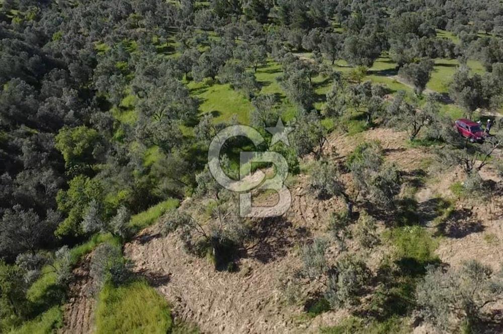 EMSALSİZ FİYAT! HAVRAN'DA KADASTRAL YOLLU, VERİMLİ ZEYTİNLİK