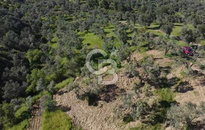 EMSALSİZ FİYAT! HAVRAN'DA KADASTRAL YOLLU, VERİMLİ ZEYTİNLİK