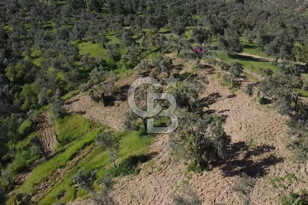 EMSALSİZ FİYAT! HAVRAN'DA KADASTRAL YOLLU, VERİMLİ ZEYTİNLİK