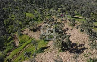 EMSALSİZ FİYAT! HAVRAN'DA KADASTRAL YOLLU, VERİMLİ ZEYTİNLİK