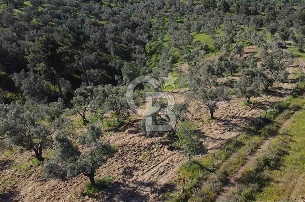 EMSALSİZ FİYAT! HAVRAN'DA KADASTRAL YOLLU, VERİMLİ ZEYTİNLİK