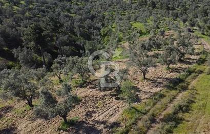 EMSALSİZ FİYAT! HAVRAN'DA KADASTRAL YOLLU, VERİMLİ ZEYTİNLİK