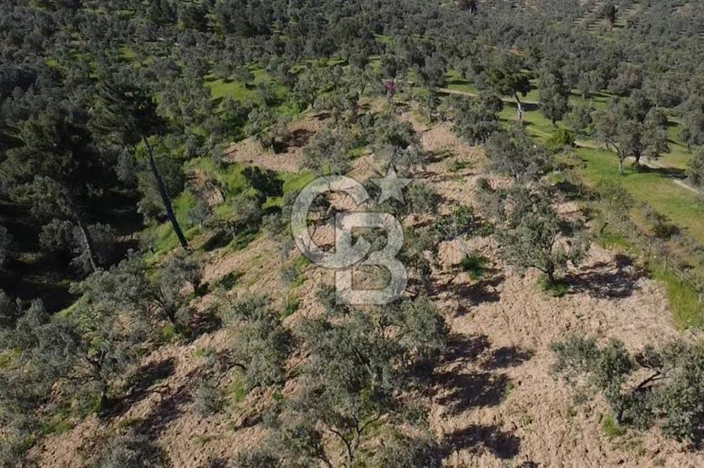 EMSALSİZ FİYAT! HAVRAN'DA KADASTRAL YOLLU, VERİMLİ ZEYTİNLİK