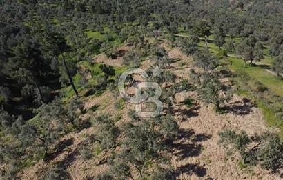 EMSALSİZ FİYAT! HAVRAN'DA KADASTRAL YOLLU, VERİMLİ ZEYTİNLİK