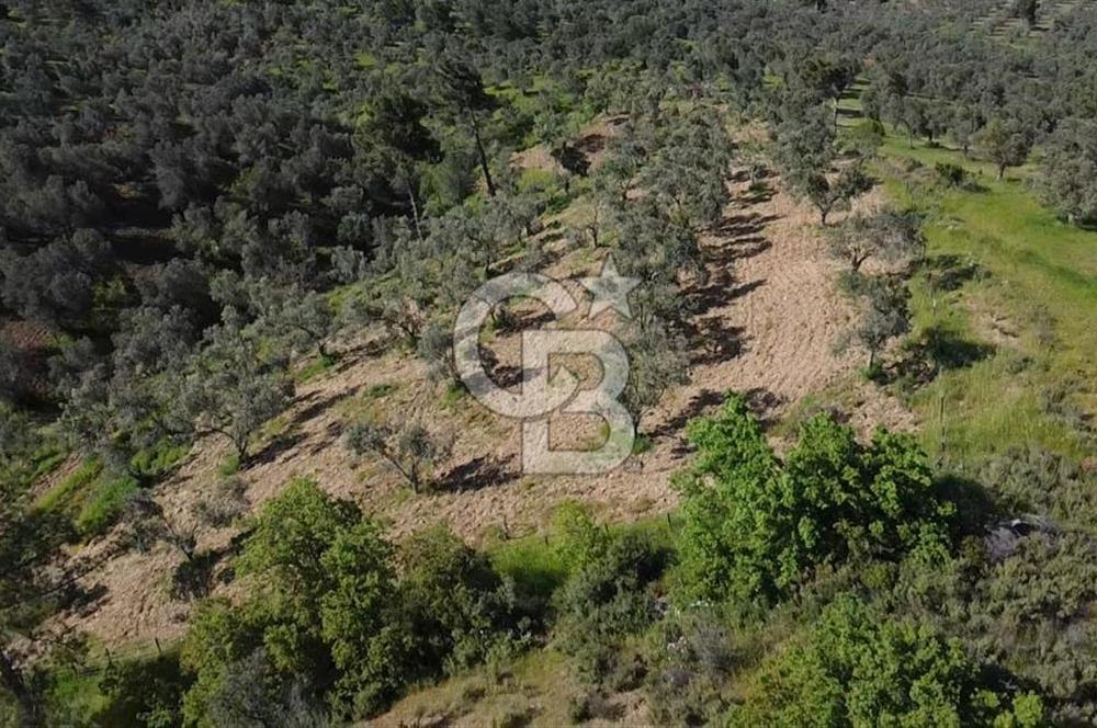 EMSALSİZ FİYAT! HAVRAN'DA KADASTRAL YOLLU, VERİMLİ ZEYTİNLİK