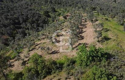 EMSALSİZ FİYAT! HAVRAN'DA KADASTRAL YOLLU, VERİMLİ ZEYTİNLİK