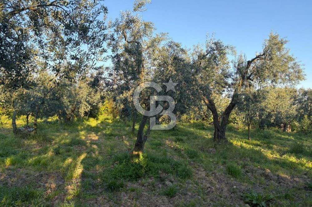 BURSA ORHANGAZİ KERAMET DE SATILIK 2032 M2 ZEYTİNLİK YOLU VAR