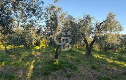 BURSA ORHANGAZİ KERAMET DE SATILIK 2032 M2 ZEYTİNLİK YOLU VAR