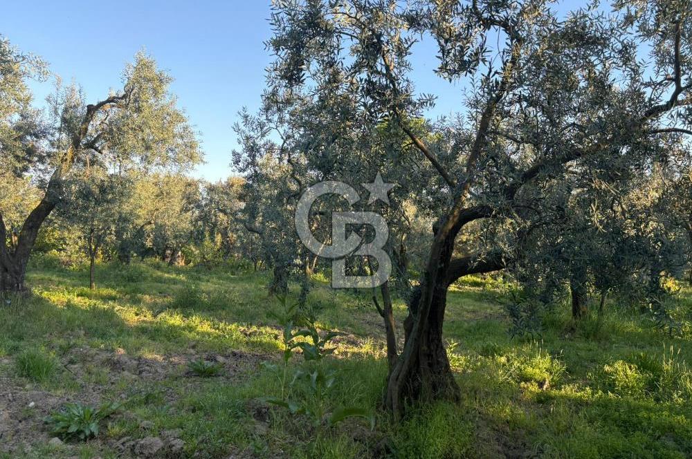 BURSA ORHANGAZİ KERAMET DE SATILIK 2032 M2 ZEYTİNLİK YOLU VAR