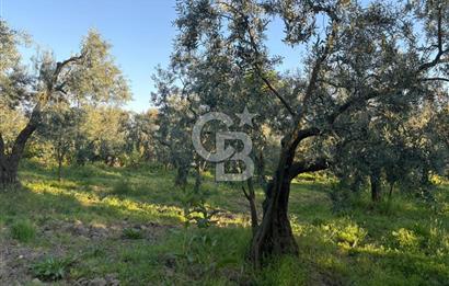 BURSA ORHANGAZİ KERAMET DE SATILIK 2032 M2 ZEYTİNLİK YOLU VAR