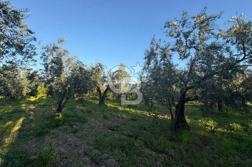 BURSA ORHANGAZİ KERAMET DE SATILIK 2032 M2 ZEYTİNLİK YOLU VAR
