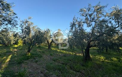 BURSA ORHANGAZİ KERAMET DE SATILIK 2032 M2 ZEYTİNLİK YOLU VAR