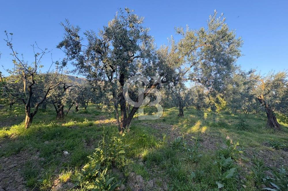 BURSA ORHANGAZİ KERAMET DE SATILIK 2032 M2 ZEYTİNLİK YOLU VAR