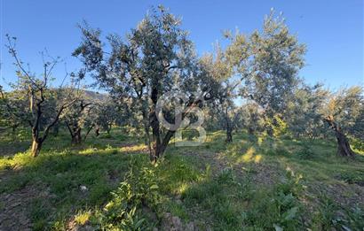 BURSA ORHANGAZİ KERAMET DE SATILIK 2032 M2 ZEYTİNLİK YOLU VAR