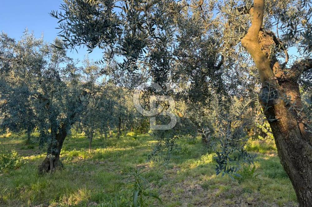 BURSA ORHANGAZİ KERAMET DE SATILIK 2032 M2 ZEYTİNLİK YOLU VAR