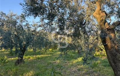 BURSA ORHANGAZİ KERAMET DE SATILIK 2032 M2 ZEYTİNLİK YOLU VAR