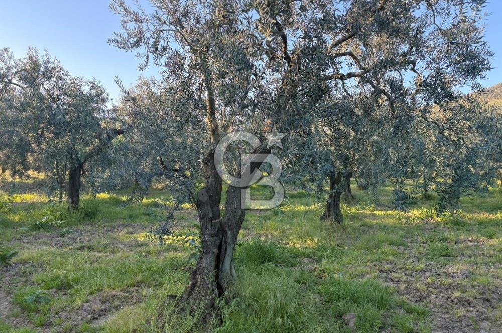 BURSA ORHANGAZİ KERAMET DE SATILIK 2032 M2 ZEYTİNLİK YOLU VAR