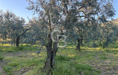 BURSA ORHANGAZİ KERAMET DE SATILIK 2032 M2 ZEYTİNLİK YOLU VAR