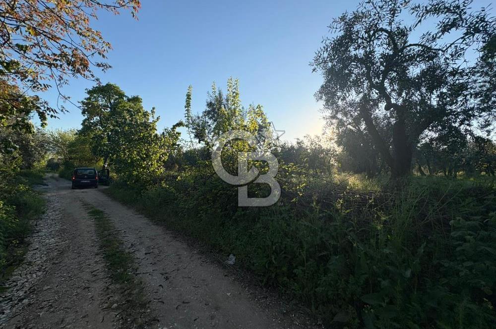 BURSA ORHANGAZİ KERAMET DE SATILIK 2032 M2 ZEYTİNLİK YOLU VAR