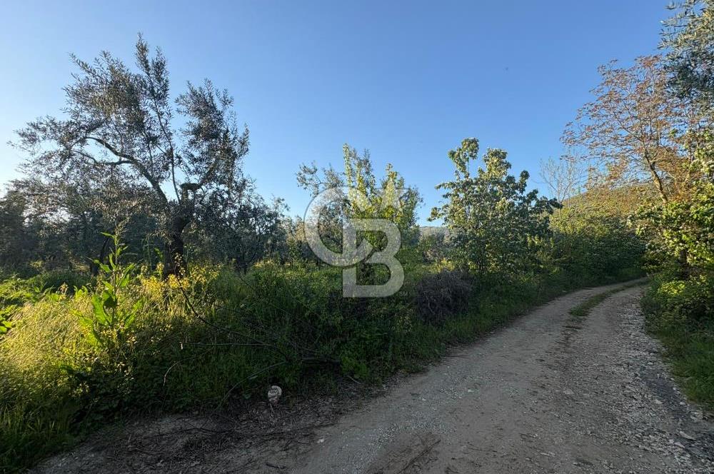 BURSA ORHANGAZİ KERAMET DE SATILIK 2032 M2 ZEYTİNLİK YOLU VAR