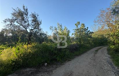 BURSA ORHANGAZİ KERAMET DE SATILIK 2032 M2 ZEYTİNLİK YOLU VAR