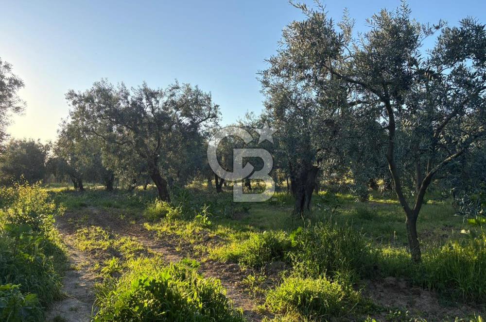 BURSA ORHANGAZİ KERAMET DE SATILIK 2032 M2 ZEYTİNLİK YOLU VAR