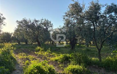 BURSA ORHANGAZİ KERAMET DE SATILIK 2032 M2 ZEYTİNLİK YOLU VAR