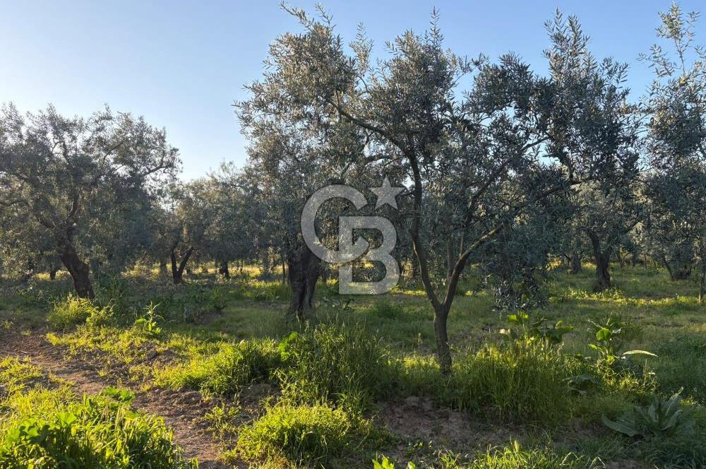 BURSA ORHANGAZİ KERAMET DE SATILIK 2032 M2 ZEYTİNLİK YOLU VAR