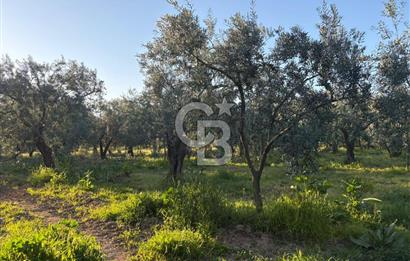 BURSA ORHANGAZİ KERAMET DE SATILIK 2032 M2 ZEYTİNLİK YOLU VAR