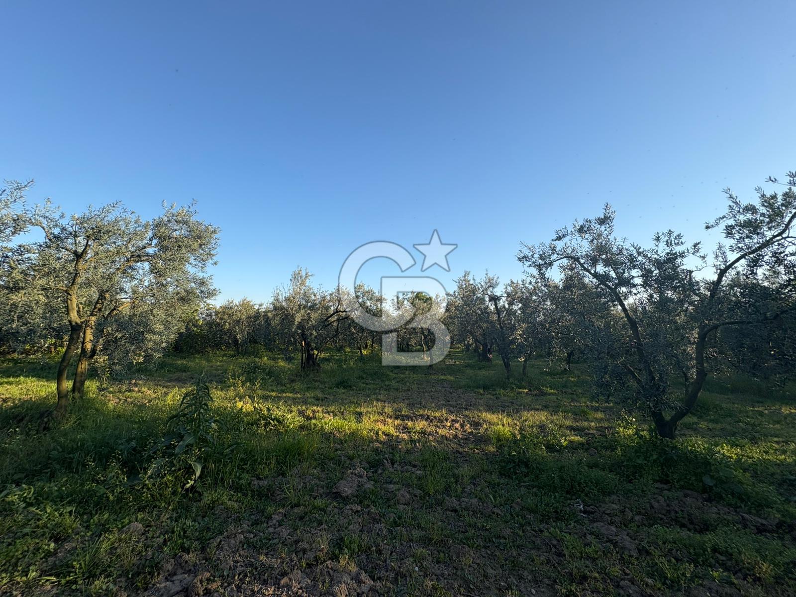 BURSA ORHANGAZİ KERAMET DE SATILIK 2032 M2 ZEYTİNLİK YOLU VAR