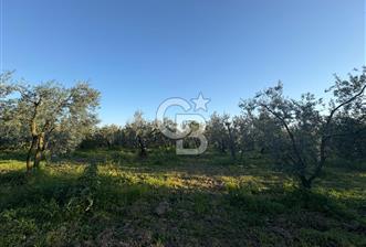 BURSA ORHANGAZİ KERAMET DE SATILIK 2032 M2 ZEYTİNLİK YOLU VAR - 11 - 346279