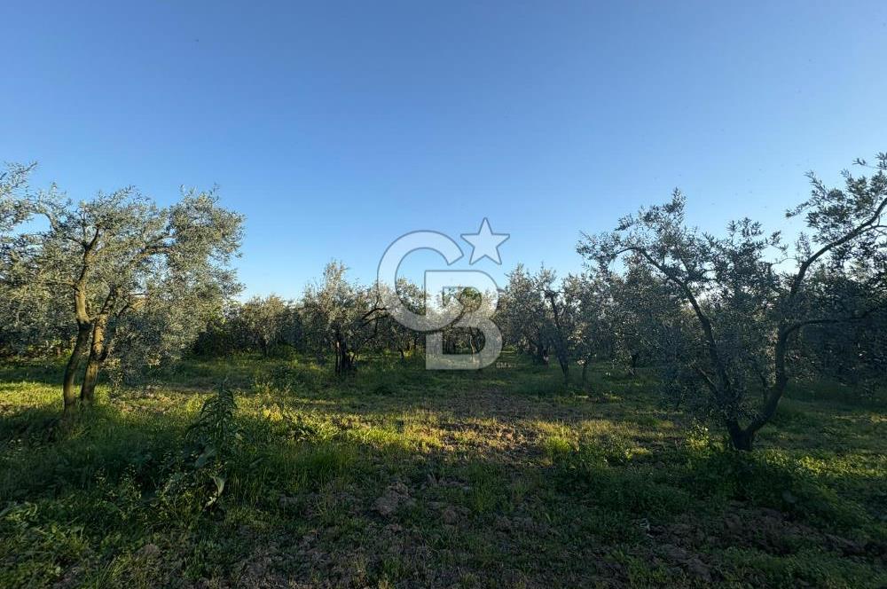 BURSA ORHANGAZİ KERAMET DE SATILIK 2032 M2 ZEYTİNLİK YOLU VAR