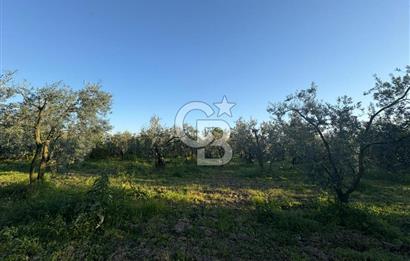 BURSA ORHANGAZİ KERAMET DE SATILIK 2032 M2 ZEYTİNLİK YOLU VAR