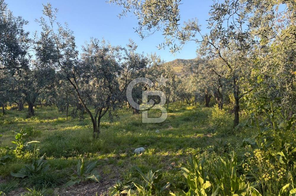 BURSA ORHANGAZİ KERAMET DE SATILIK 2032 M2 ZEYTİNLİK YOLU VAR
